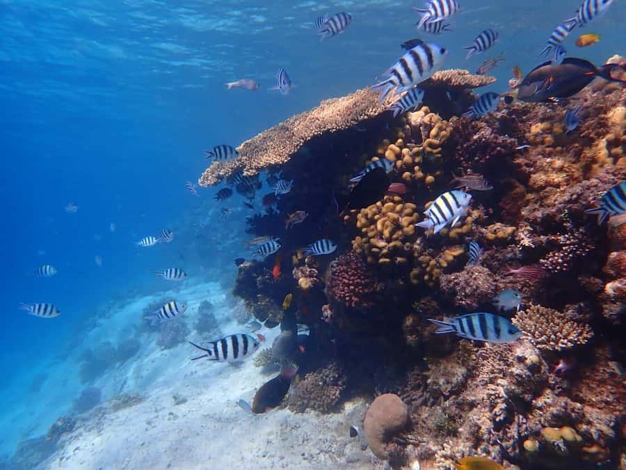 Hurghada: Yacht trip To Magawish island w Snorkeling & Lunch - Dolphin watching for 30 minutes
