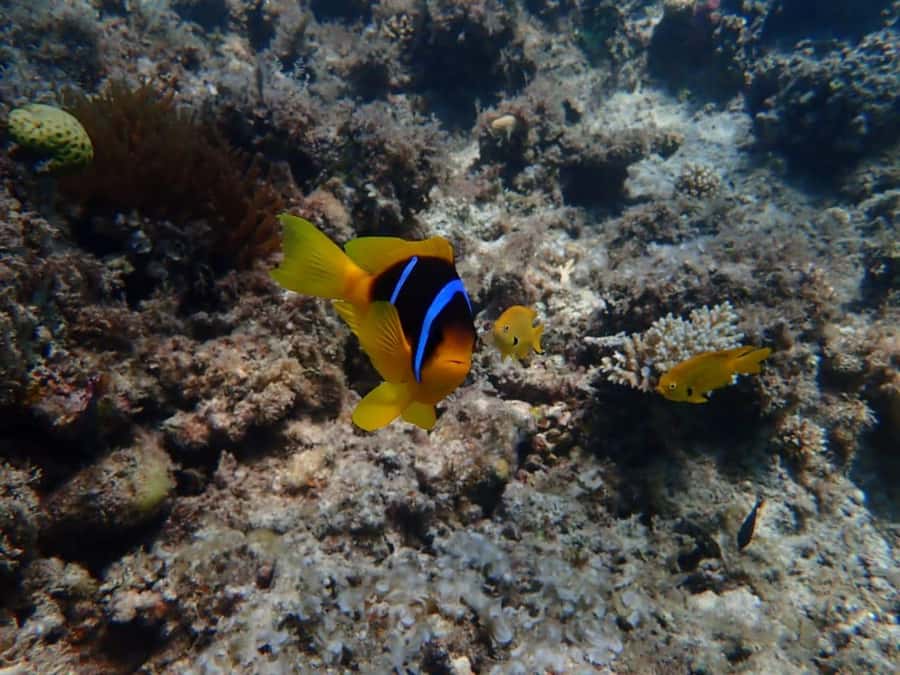 Hurghada: Yacht trip To Magawish island w Snorkeling & Lunch - Two 45-minute snorkeling stops