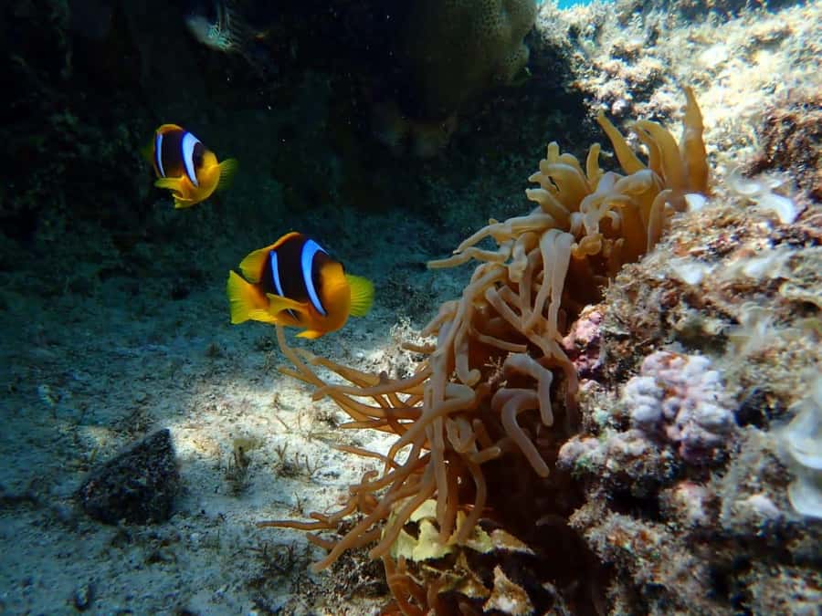 Hurghada: Yacht trip To Magawish island w Snorkeling & Lunch - Lunch, drinks, and what is actually included
