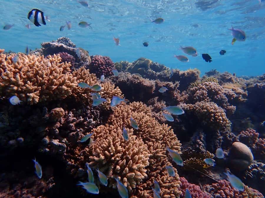 Hurghada: Yacht trip To Magawish island w Snorkeling & Lunch - Who will enjoy this trip most