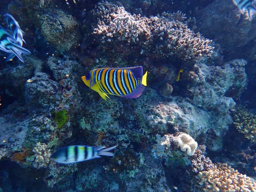 Hurghada: Yacht trip To Magawish island w Snorkeling & Lunch - Practical tips for a smoother day