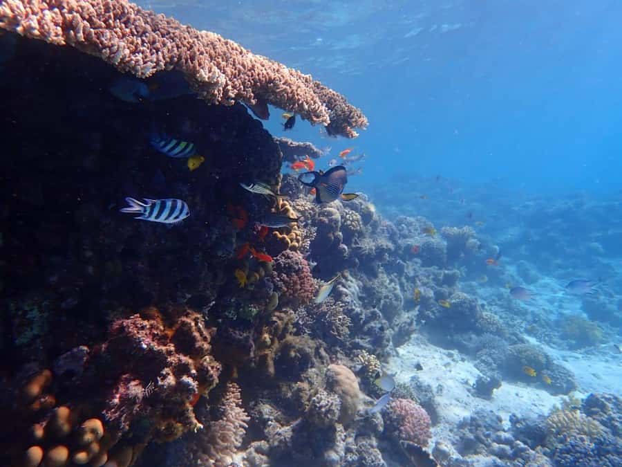 Hurghada: Yacht trip To Magawish island w Snorkeling & Lunch - Getting from your hotel to the harbor