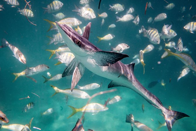 Icacos Deserted Island Catamaran, Snorkel, and Picnic Cruise - Boat comfort and practical limits
