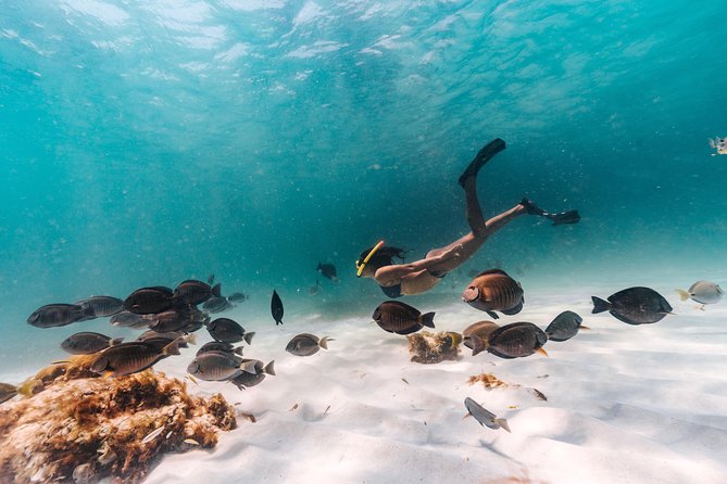 Iconic Aruba Sail and Snorkel Experience - Key points to know before you sail