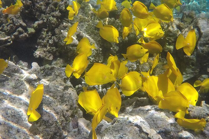 Kealakekua Bay (Captain Cook Monument) Snorkel and Sail Adventure - Lunch, sails, and the ride back to Kona