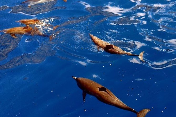 Kealakekua Bay (Captain Cook Monument) Snorkel and Sail Adventure - How the $189 price holds up