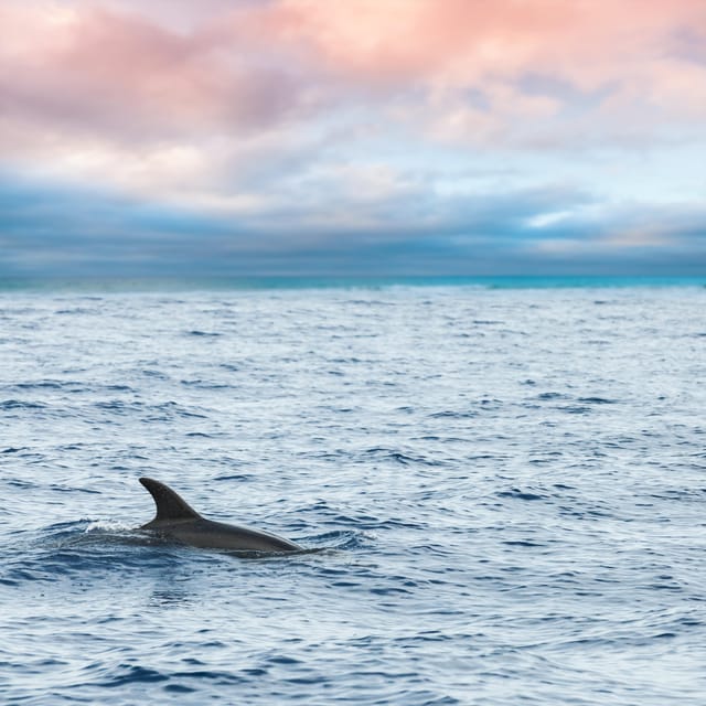Key West: Afternoon Catamaran Sail and Dolphin Watch - Searching for dolphins in open water