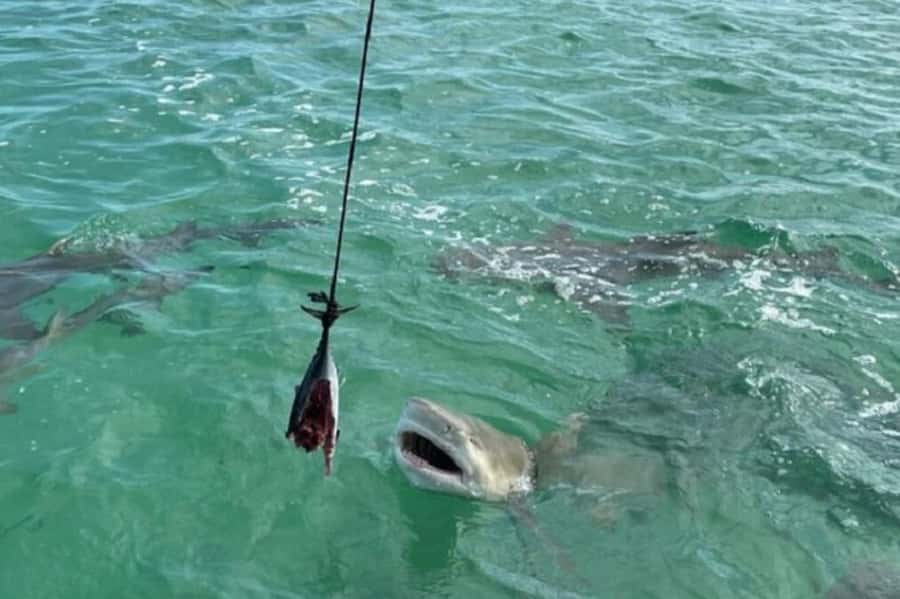 Key West: Shark and Wildlife Viewing Catamaran Tour - Key points at a glance