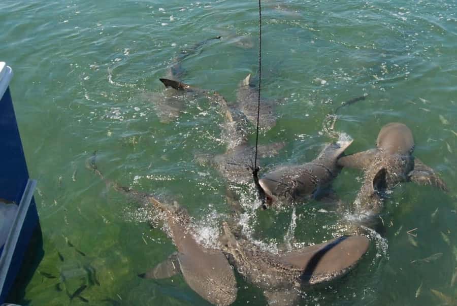 Key West: Shark and Wildlife Viewing Catamaran Tour - Watching sharks in the backcountry waters