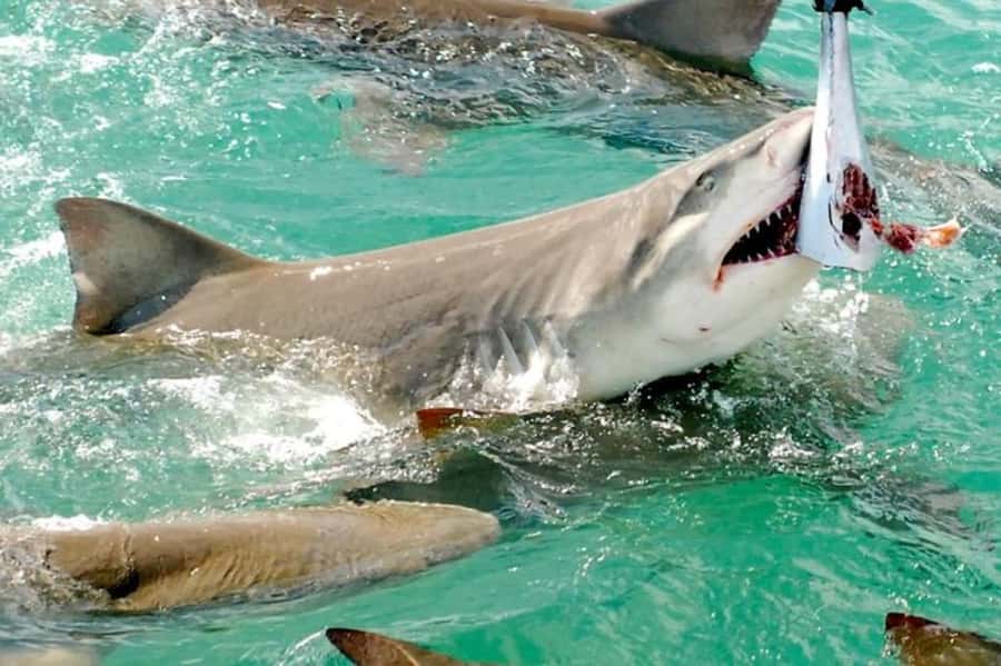 Key West: Shark and Wildlife Viewing Catamaran Tour - Looking for dolphins, turtles, stingrays, and birds