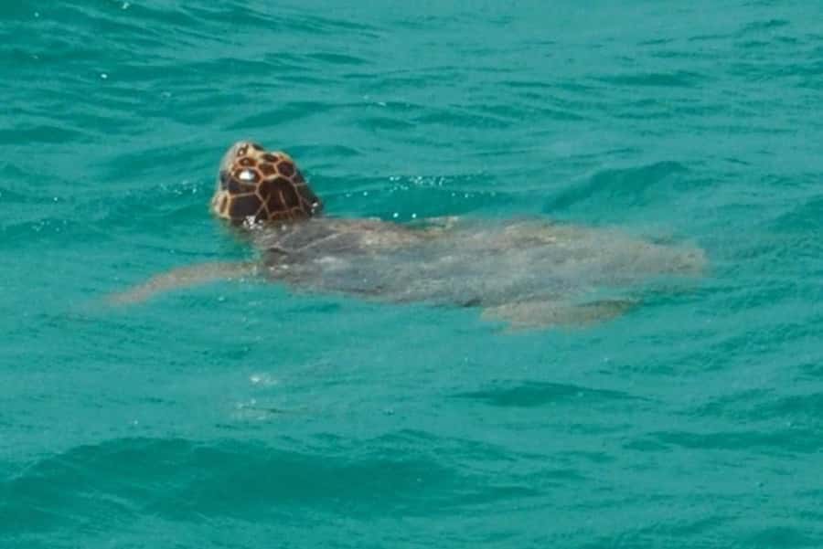 Key West: Shark and Wildlife Viewing Catamaran Tour - What the conservation message means