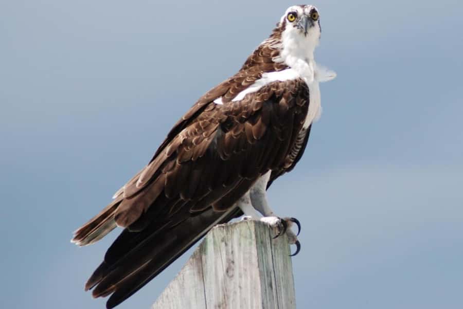 Key West: Shark and Wildlife Viewing Catamaran Tour - Is the $99 price good value?