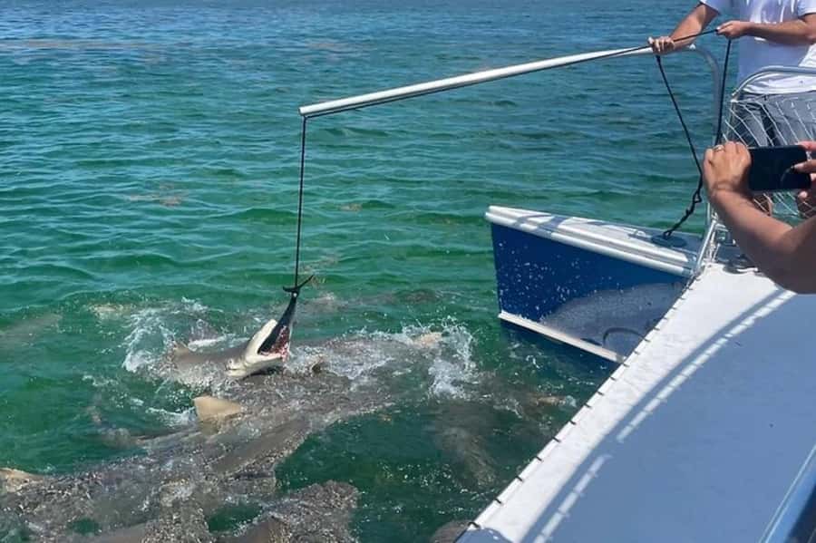 Key West: Shark and Wildlife Viewing Catamaran Tour - Riding the shaded 34-foot Tiger Cat