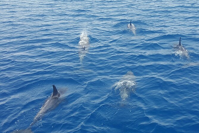 Key West Sunset Sail: Dolphin Watching, Wine, and Tapas - Mallory Square from the water