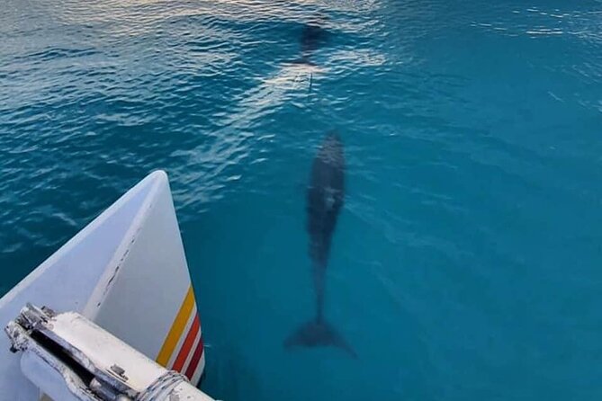 Key West Sunset Sail: Dolphin Watching, Wine, and Tapas - Dolphin watching without false promises