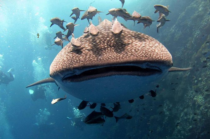 Koh Samui 2-Dive Trip to Sail Rock for certified divers - Key points at a glance