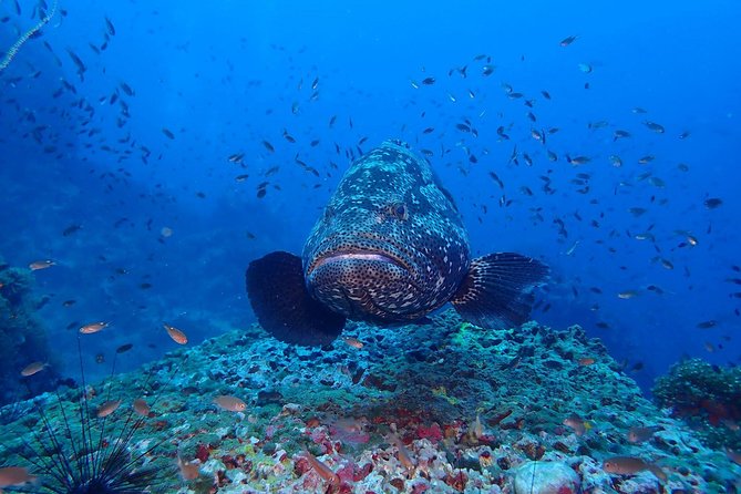 Koh Samui 2-Dive Trip to Sail Rock for certified divers - Why Sail Rock is worth the trip from Koh Samui