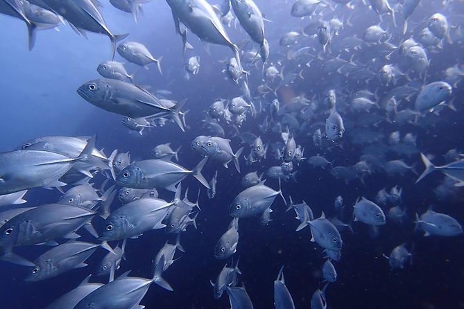 Koh Samui 2-Dive Trip to Sail Rock for certified divers - Support for newer certified divers