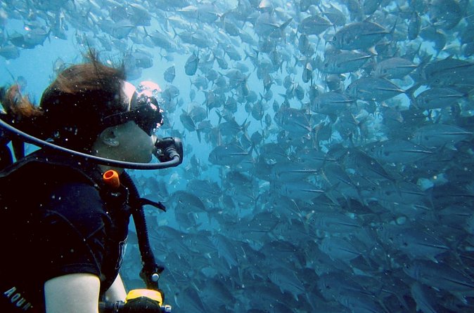 Koh Samui 2-Dive Trip to Sail Rock for certified divers - The practical comfort of included meals and transport