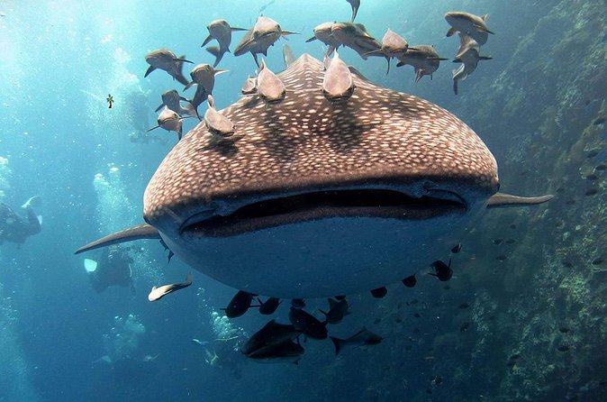 Koh Samui 2-Dive Trip to Sail Rock for certified divers - Booking, cancellation, and weather details