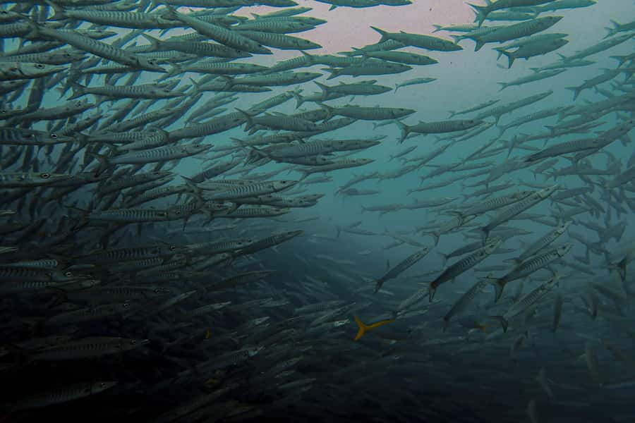 Koh Samui: Day Trip Diving at Sail Rock - Preparing for the first underwater session