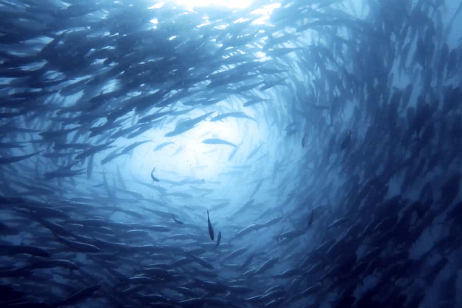 Koh Samui: Day Trip Diving at Sail Rock - Lunch between the two sessions