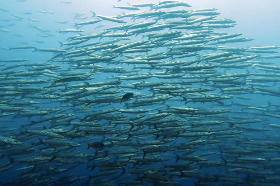 Koh Samui: Day Trip Diving at Sail Rock - The 8 a.m. pickup from Koh Samui