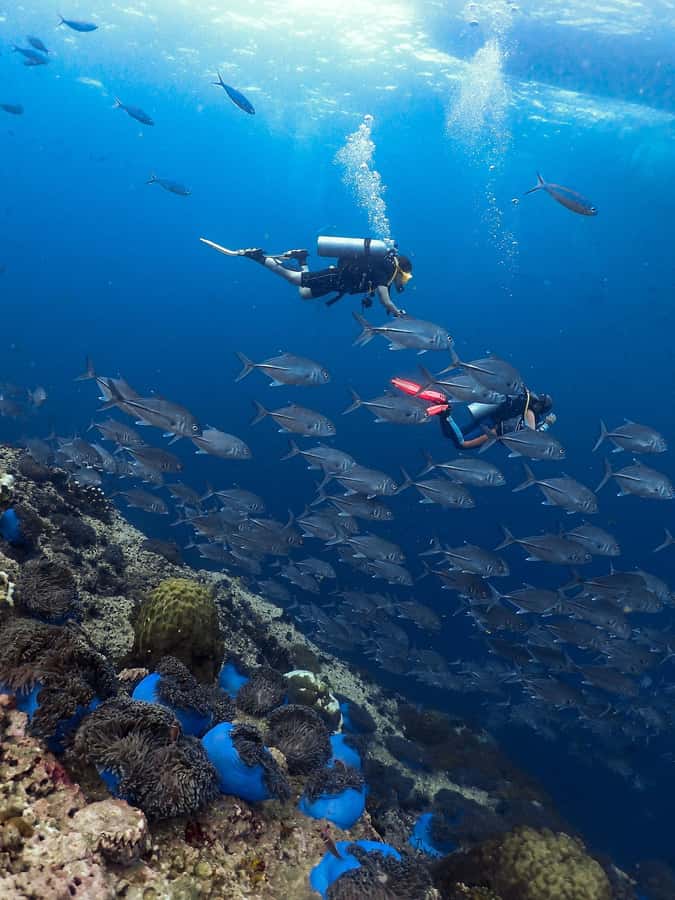 Koh Samui: Discovery Dive to Koh Tao or Sail Rock - Key points to know before booking