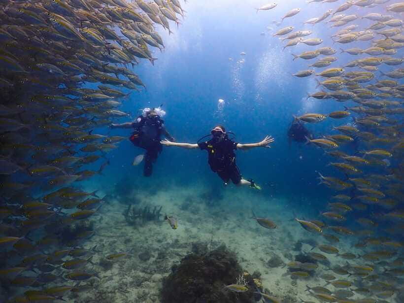 Koh Samui: Discovery Dive to Koh Tao or Sail Rock - Koh Tao or Sail Rock, depending on the schedule