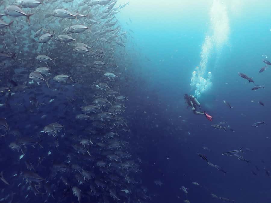 Koh Samui: Dive Tour to Sail Rock - Why Sail Rock is Koh Samui’s headline underwater trip