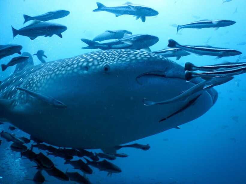 Koh Samui: Dive Tour to Sail Rock - Lunch between the two underwater sessions
