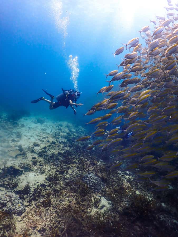 Koh Samui: Dive Tour to Sail Rock - The 45-minute transfer from your resort
