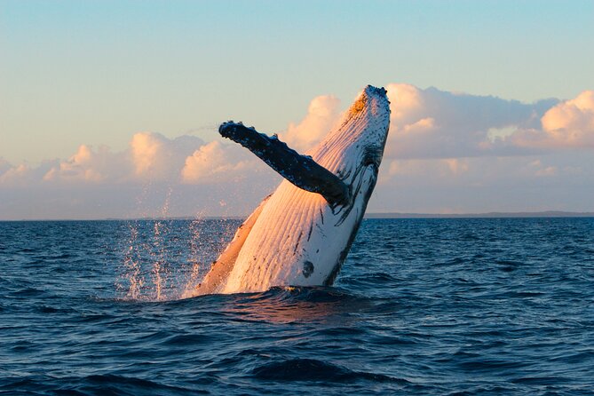 Kona Deluxe Catamaran Whale Watch - Why the catamaran works well for a short trip