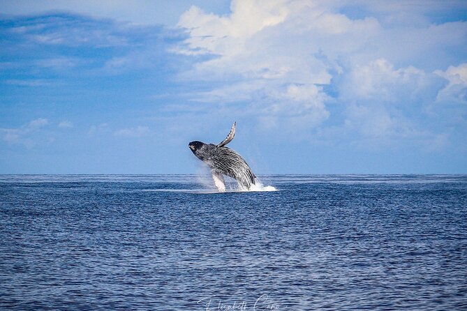 Kona Deluxe Catamaran Whale Watch - The crew makes the difference