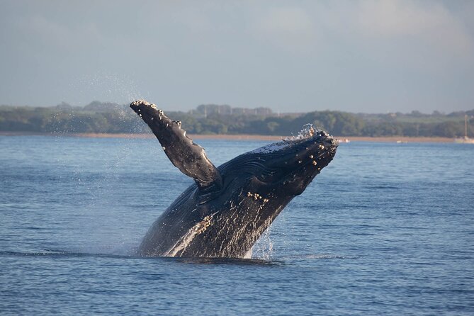 Kona Deluxe Catamaran Whale Watch - Who will enjoy this Kona whale watch?