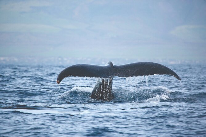 Kona Deluxe Catamaran Whale Watch - Booking timing, cancellations, and weather