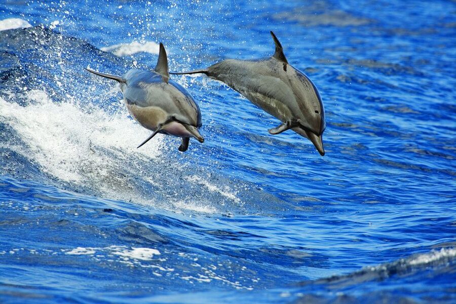Kona Deluxe Catamaran Whale Watching Cruise - Should you book the Kona whale cruise?