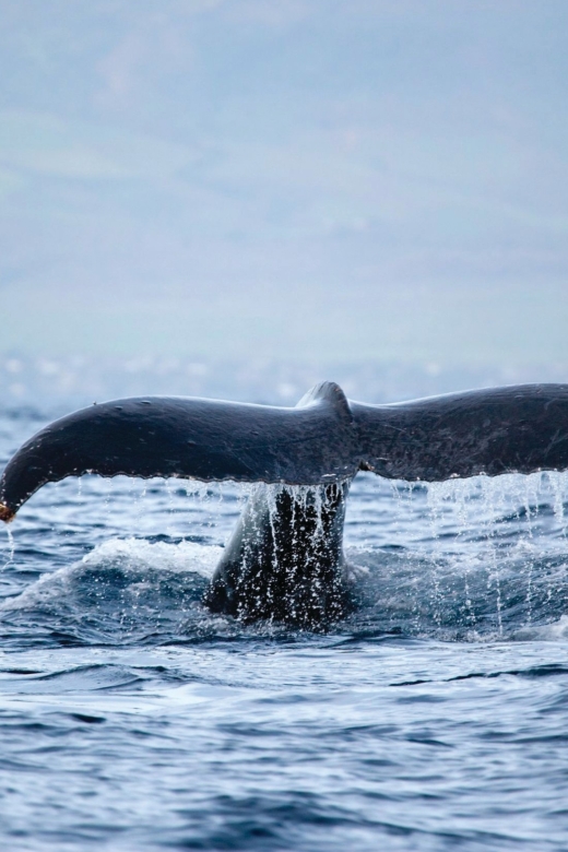Kona Deluxe Catamaran Whale Watching Cruise - What the 90-minute whale search feels like