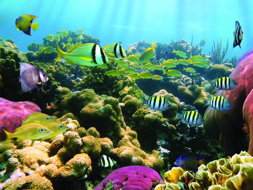 Kona Turtle Snorkel Sail with Lunch and Drinks - Key points to know before booking