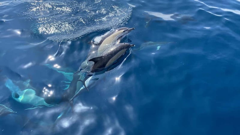 La Herradura: Sailing with a view of dolphins - Looking for dolphins in open water
