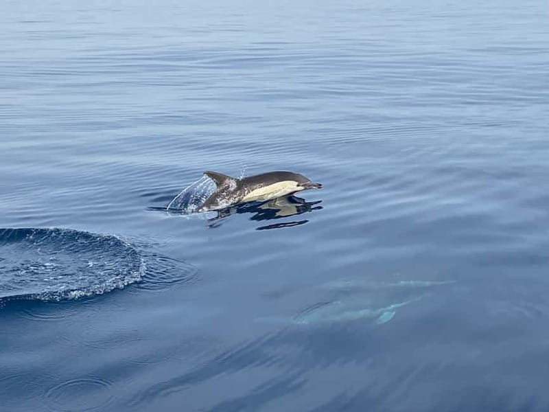 La Herradura: Sailing with a view of dolphins - Anchoring in a clear-water cove