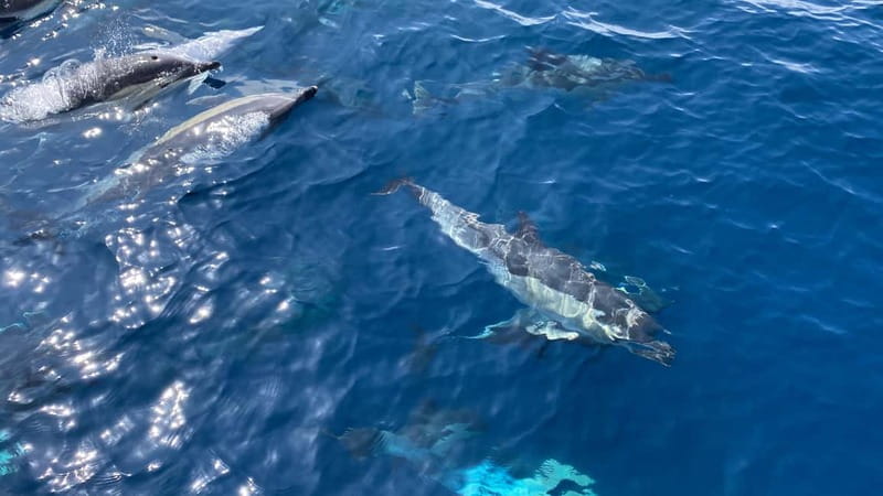 La Herradura: Sailing with a view of dolphins - Should you book Granada Sailing?