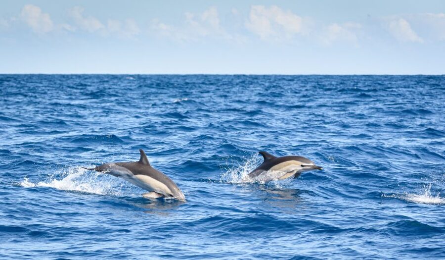 Lagos: Dolphins & Caves - Catamaran - What the marine biologist adds