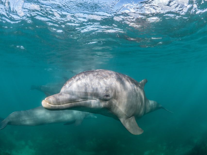 Lagos: Dolphins & Caves - Catamaran - Swimming beside the Algarve cliffs