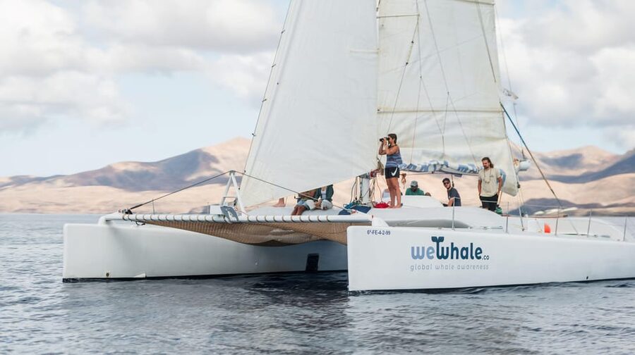 Lanzarote: Whale and Dolphin Watching Eco-Friendly Catamaran - Key points at a glance