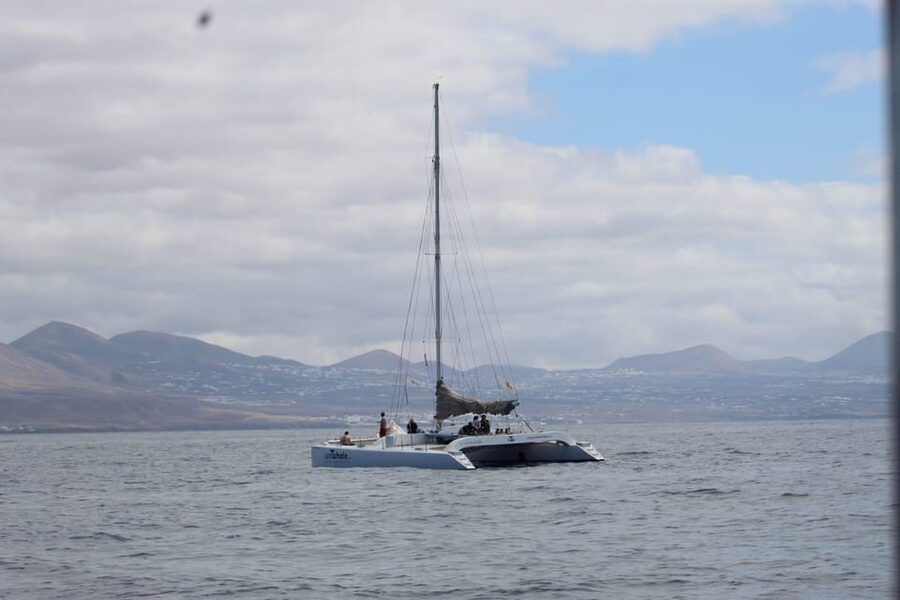 Lanzarote: Whale and Dolphin Watching Eco-Friendly Catamaran - Searching for whales and dolphins without chasing them
