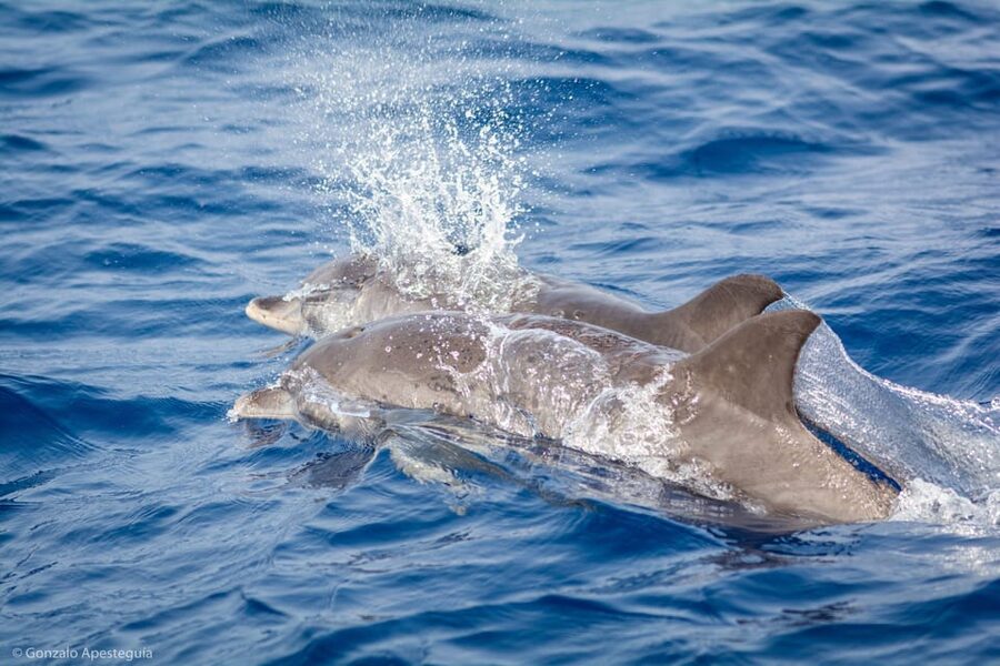 Lanzarote: Whale and Dolphin Watching Eco-Friendly Catamaran - Leaving Puerto Calero for the Atlantic