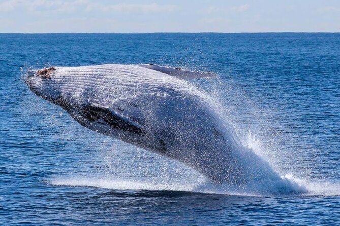Los Cabos Private Yacht Whale Watching & Drinks - Up to 18 Guests - What the crew adds to the day
