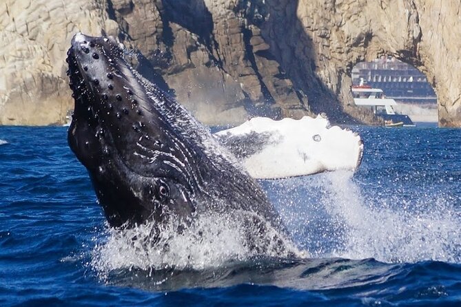 Los Cabos Private Yacht Whale Watching & Drinks - Up to 18 Guests - Drinks, food, and what your price includes