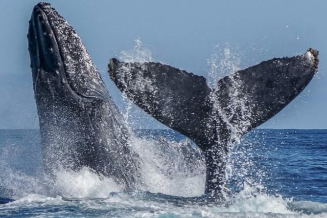 Los Cabos Private Yacht Whale Watching & Drinks - Up to 18 Guests - Who will like this yacht trip most